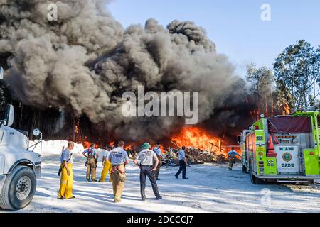 Miami Florida, Pennsuco West Okeechobee Road, arbres endommagés par un incendie combustion contrôlée par la cendre, pompiers pompiers pompiers pompiers pompiers Everglades fumée de bordure, Banque D'Images