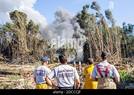 Miami Florida, Pennsuco West Okeechobee Road, arbres endommagés par un incendie combustion contrôlée par la cendre, pompiers pompiers pompiers pompiers pompiers Everglades fumée de bordure, Banque D'Images