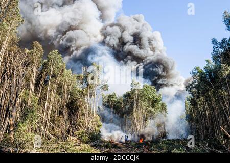 Miami Florida, Pennsuco West Okeechobee Road, arbres endommagés par un incendie combustion contrôlée par la cendre, pompiers pompiers pompiers pompiers pompiers Everglades fumée de bordure, Banque D'Images