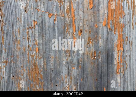 Mur en bois avec peinture écaillée d'orange. Ancien panneau abîmé. Texture en bois de merde. Arrière-plan naturel Banque D'Images