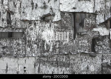 Mur en bois recouvert d'écorce d'oiseau. Texture noire et blanche de l'écorce de bouleau Banque D'Images