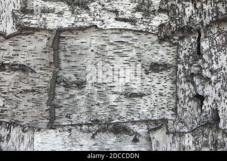 Texture noire et blanche de l'écorce de bouleau. Mur en bois recouvert d'écorce d'oiseau Banque D'Images