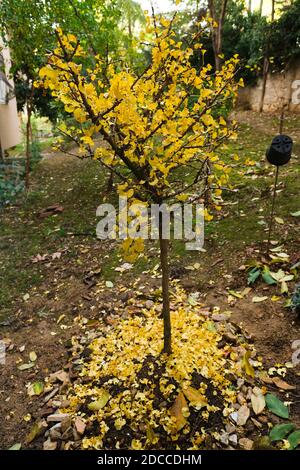 Feuilles de ginkgo biloba jaune en automne , également connu sous le nom d'arbre de maidenhair. Banque D'Images