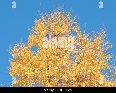 Magnifique biloba de Ginkgo avec des feuilles jaunées à l'automne Banque D'Images
