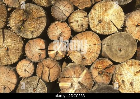 Un tas de bois de chauffage empilés. Une pile d'arbres hachés. Arrière-plan naturel Banque D'Images