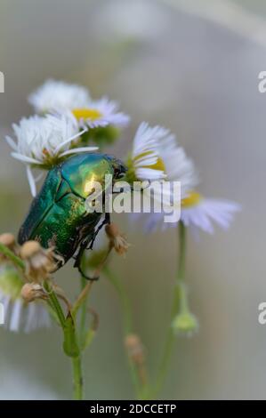 Punaise de roses sur une fleur sauvage blanche et jaune, grand coléoptère vert métallique coloré en plein air, macro. Banque D'Images