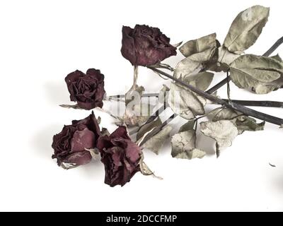 Des pétales et des feuilles de roses l'Haggard Banque D'Images