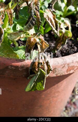 Les premières plants de pommes de terre montrant des signes de dommages de gel au feuilles Banque D'Images