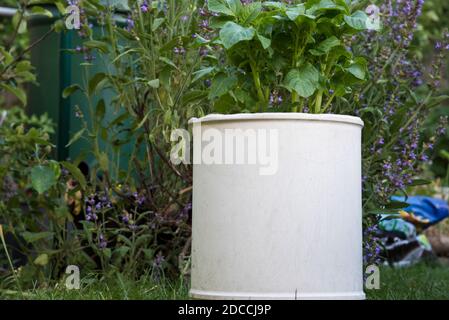 Plante de pomme de terre poussant dans un récipient blanc Banque D'Images