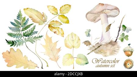 Set aquarelle d'automne. Feuilles jaunées de plantes forestières. Composition forestière des champignons, Glechoma, fougères, feuilles de chêne et glands Banque D'Images