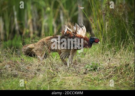 Le Renard roux Vulpes vulpes, adulte tuant un faisan commun, Normandie Banque D'Images