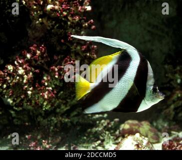 Petit BANNERFISH PENANT heniochus acuminatus ou médiocre Banque D'Images