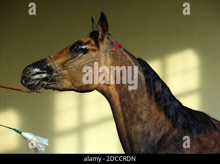 Portrait de cheval de racée de la baie arabique sur fond sombre et stable Banque D'Images