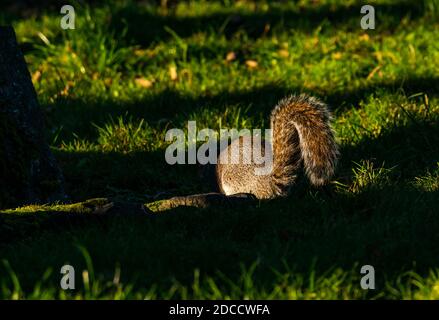 Un écureuil gris (Sciurus carolinensis) dans l'herbe à queue brousse, Leith, Edinburgh, Écosse, Royaume-Uni Banque D'Images