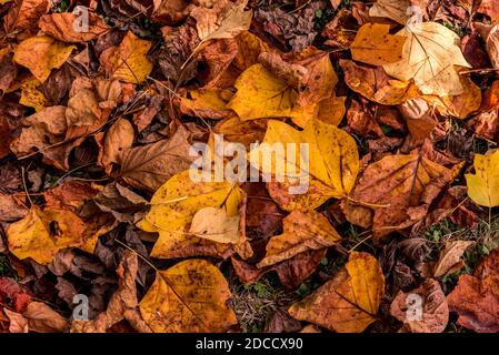 des feuilles sèches de tulipe tombée sur la pelouse créent un tapis d'automne jaune et orange Banque D'Images