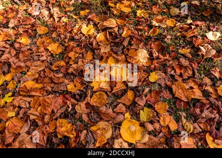 des feuilles sèches de tulipe tombée sur la pelouse créent un tapis d'automne jaune et orange Banque D'Images