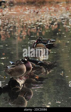 Un mélange de canards de bois mâles et femelles reposant sur Une bûche tombée à Beaver Lake Banque D'Images