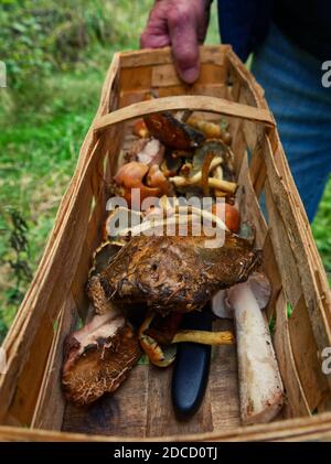 Champignons récoltant à l'automne en thuringe en allemagne Banque D'Images