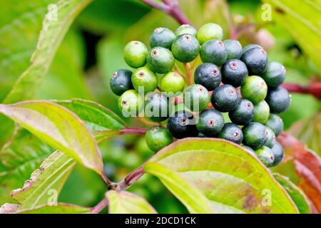 Dogwood (cornus sanguinea), gros plan des fruits ou des baies de la plante comme ils commencent à mûrir du vert au noir. Banque D'Images