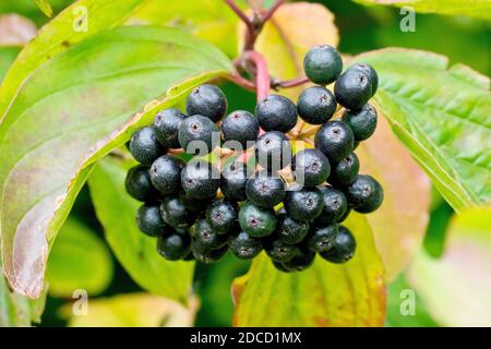 Dogwood (cornus sanguinea), gros plan des fruits ou des baies de la plante qui mûrissent du vert au noir. Banque D'Images