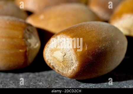 Gros plan sur la vie d'une noisette ou d'une noix en rafle, le fruit de l'arbre Hazel (corylus avellana). Banque D'Images