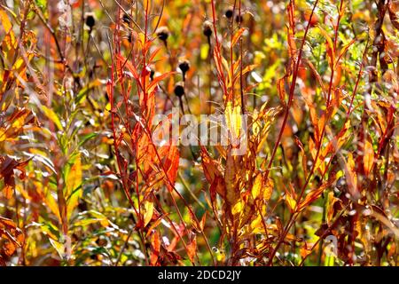 Rosebay Willowherb (epilobium, chamerion ou chamaenerion angustifolium), rétroéclairé gros plan des couleurs vives des feuilles en automne, d'où Fireweed. Banque D'Images