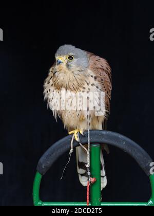 Un kestral captif repose sur un perchoir. Banque D'Images