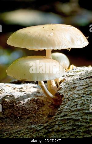 Hêtre Slimy Cap (oudemansiella mucida), également connu sous le nom de Hêtre Slimy Tuft, montrant les champignons poussant sur un hêtre tombé. Banque D'Images