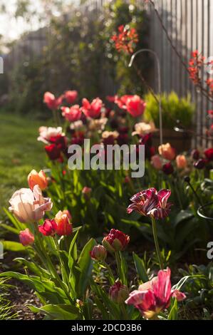 Bordure de tulipe de printemps mélangée en fleur sous le soleil du soir Banque D'Images