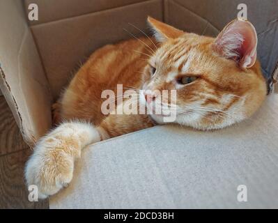 Un chat adulte de tabby au gingembre est placé dans une boîte en carton Banque D'Images