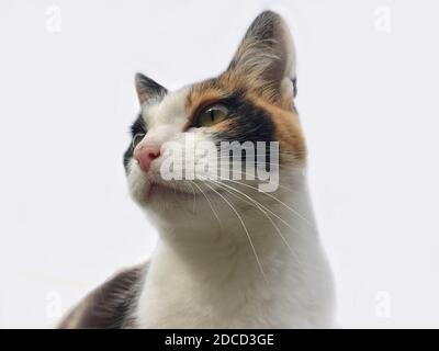 portrait d'un chat tricolore en gros plan Banque D'Images