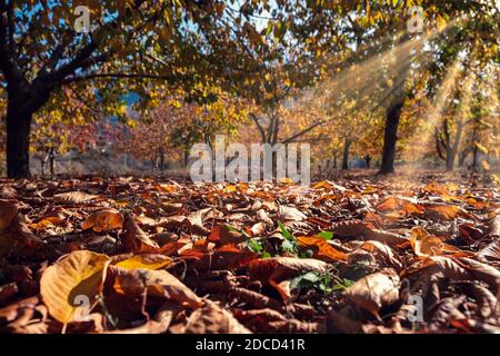 Jardin de cerisiers aux couleurs de l'automne. Magnifiques feuilles colorées en automne. Banque D'Images