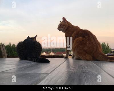 Deux chats sont assis sur le bord du balcon contre le coucher du soleil. Banque D'Images