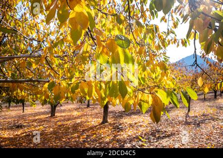 Jardin de cerisiers aux couleurs de l'automne. Magnifiques feuilles colorées en automne. Banque D'Images