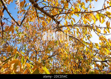 Jardin de cerisiers aux couleurs de l'automne. Magnifiques feuilles colorées en automne. Banque D'Images