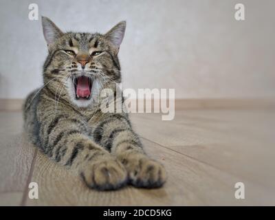 des nawns de chat gris tabby couchés devant l'appareil photo. Banque D'Images