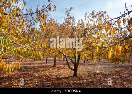 Jardin de cerisiers aux couleurs de l'automne. Magnifiques feuilles colorées en automne. Banque D'Images