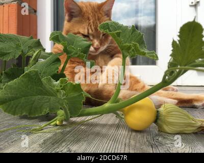 Un chat de gingembre est assis parmi les feuilles vertes, à côté d'une petite citrouille. Banque D'Images