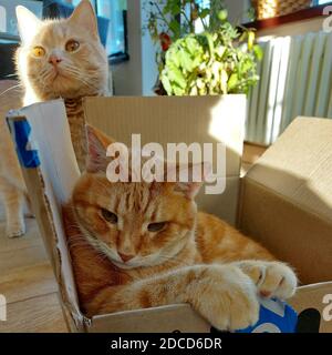 Deux chats et une boîte en carton Banque D'Images