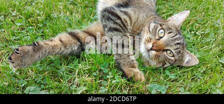 Un chat tabby couché sur l'herbe Banque D'Images