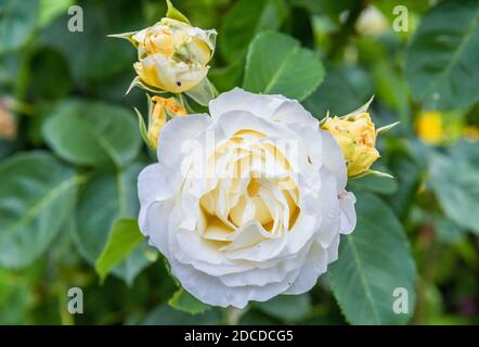 Rose blanche dans le jardin de la maison Banque D'Images