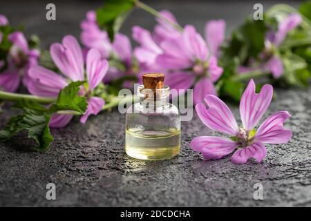 Une bouteille d'huile essentielle avec une plante fraîche de fleur, ou malva sylvestris plante Banque D'Images