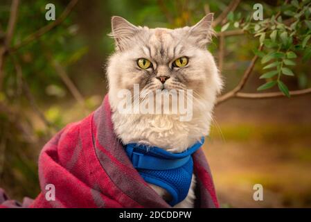 Chat drôle avec harnais bleu et couverture assis à l'extérieur dans la forêt. Banque D'Images