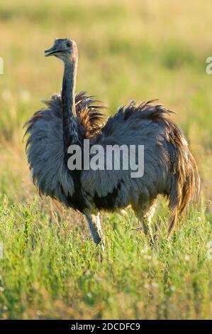 Grande Rhea, (Rhea Americana) dans la plaine de Pampas, province de la Pampa , Patagonie, Argentine Banque D'Images