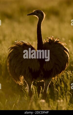 Grande Rhea, (Rhea Americana) dans la plaine de Pampas, province de la Pampa , Patagonie, Argentine Banque D'Images