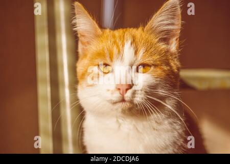 Joli chaton au gingembre. Gros plan sur la face du chat. Banque D'Images