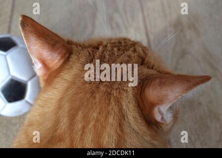 Vue de dessus sur la tête d'un chat tabby au gingembre et d'un ballon de football à côté. Banque D'Images