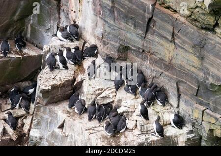 guillemot ou guillemot sur les falaises de la réserve écologique de Cape St. Mary, à Terre-Neuve, au Canada. Banque D'Images