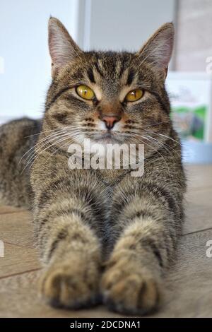 Un gros plan d'un chat domestique à rayures grises Banque D'Images