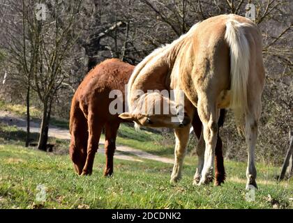 Paire de chevaux libres tout en paissant dans un pré vert. Banque D'Images